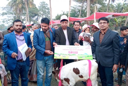 বাগেরহাটে উন্নত জাতের বাছুর প্রদর্শনী মেলা 