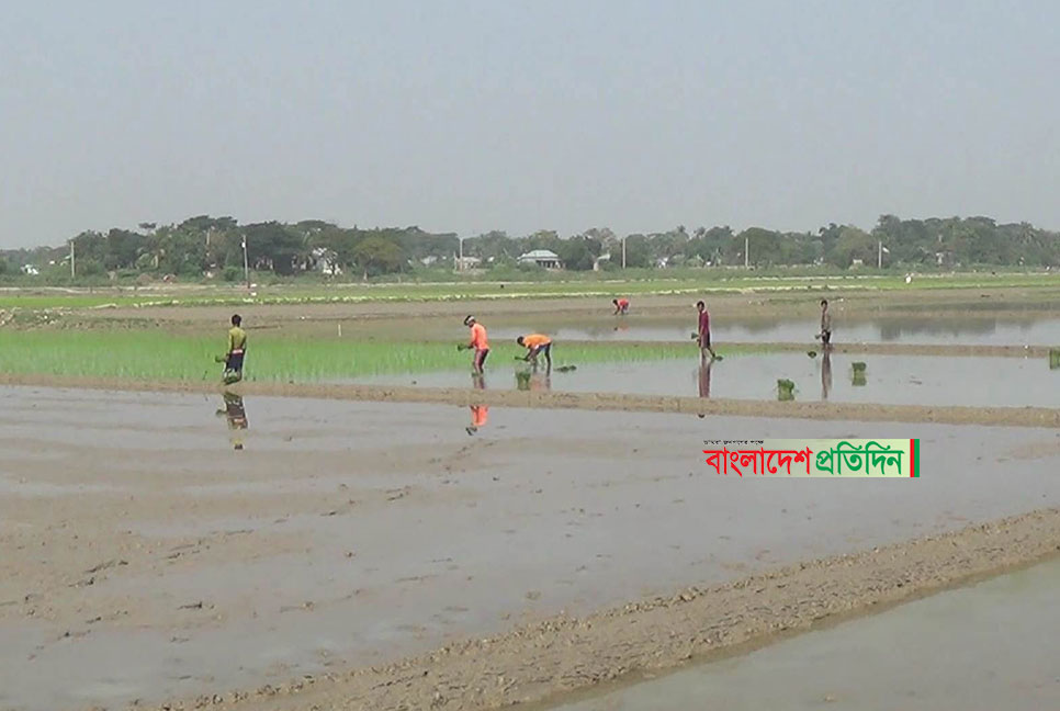 নেত্রকোনার হাওরাঞ্চলে পুরোদমে চলছে বোরোর আবাদ 