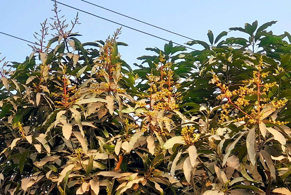 বগুড়ায় গাছে গাছে আমের মুকুলের মৌ মৌ গন্ধ