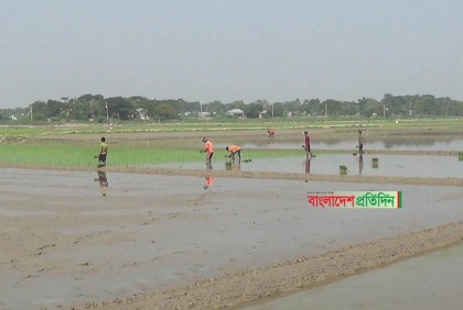 নেত্রকোনার হাওরাঞ্চলে পুরোদমে চলছে বোরোর আবাদ 