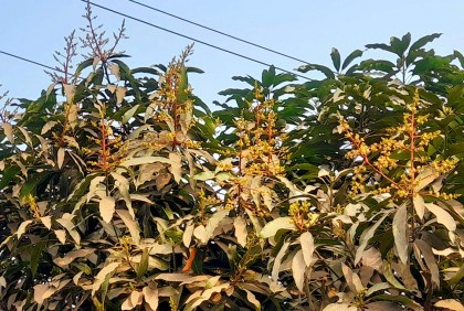 বগুড়ায় গাছে গাছে আমের মুকুলের মৌ মৌ গন্ধ