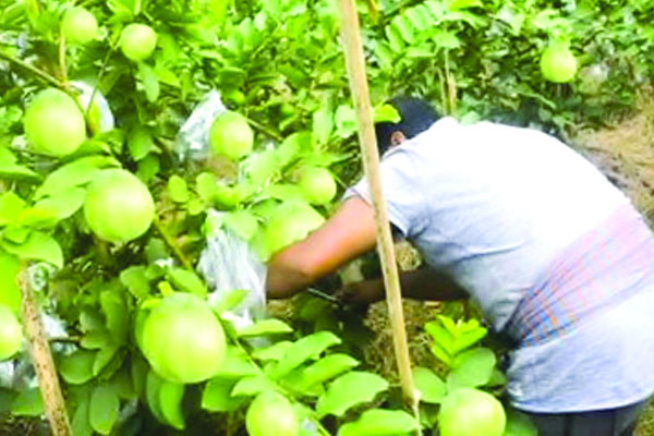রাজশাহীর আমের পর রপ্তানি বাজারে পেয়ারা ও বরই