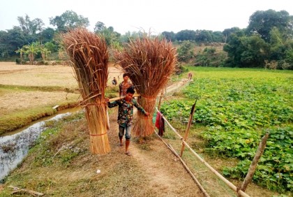 বিলুপ্তির পথে পাহাড়ের গৃহনির্মাণ সামগ্রী শণ