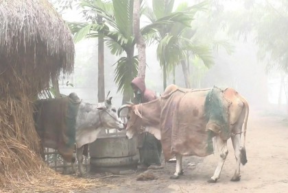 কুড়িগ্রামে মৃদু শৈত্যপ্রবাহ অব্যাহত