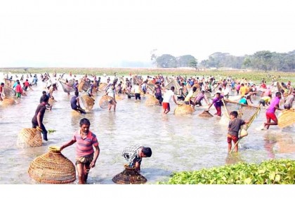 বিশ্বনাথে মাছ ধরা উৎসব