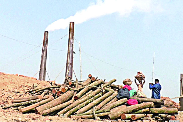 ইটভাটায় প্রকাশ্যে পোড়ানো হচ্ছে কাঠ