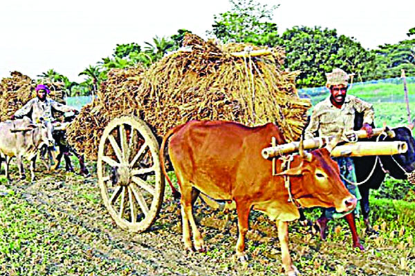 ঐতিহ্যের গরুর গাড়ি এখনো
