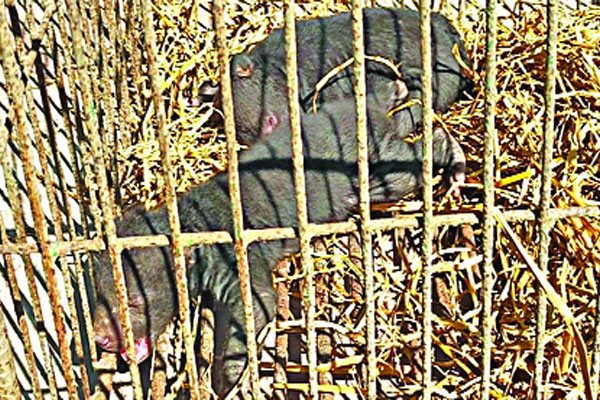 ২ ভালুক শাবকসহ পাচারকারী গ্রেফতার