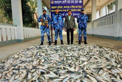 চাঁদপুরে কোস্ট গার্ডের অভিযানে জাটকা জব্দ