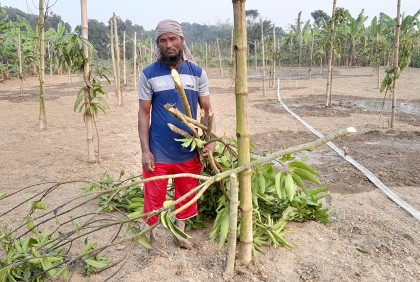 বড়াইগ্রামে ২৯টি আম গাছ কেটে দিল দুর্বৃত্তরা