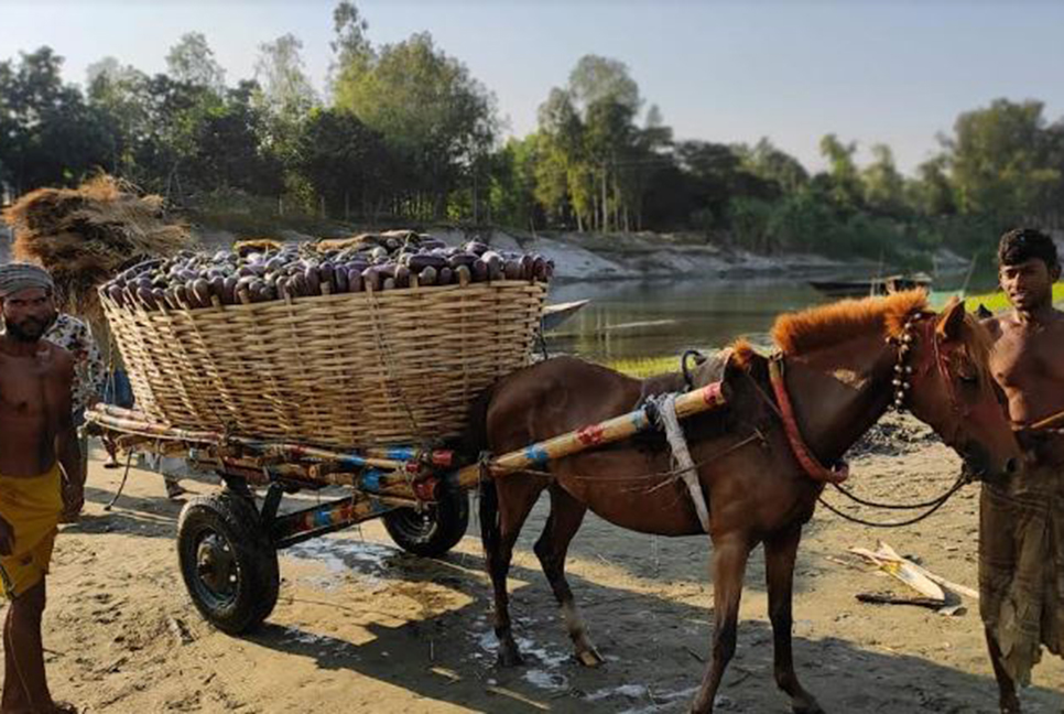 শেরপুরে বেগুনের কেজি ৮ টাকা, চাষিরা হতাশ
