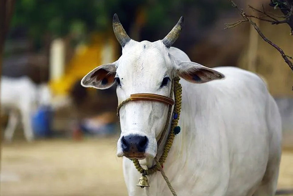 গোহত্যা বন্ধ হলে মিটে যাবে পৃথিবীর সব সমস্যা, ভারতীয় বিচারকের মন্তব্য
