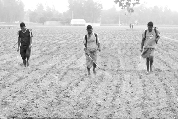 ৪ হাজার হেক্টর জমিতে ‘লেট ব্লাইট’ রোগ