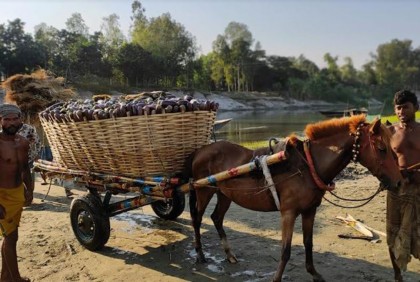 শেরপুরে বেগুনের কেজি ৮ টাকা, চাষিরা হতাশ