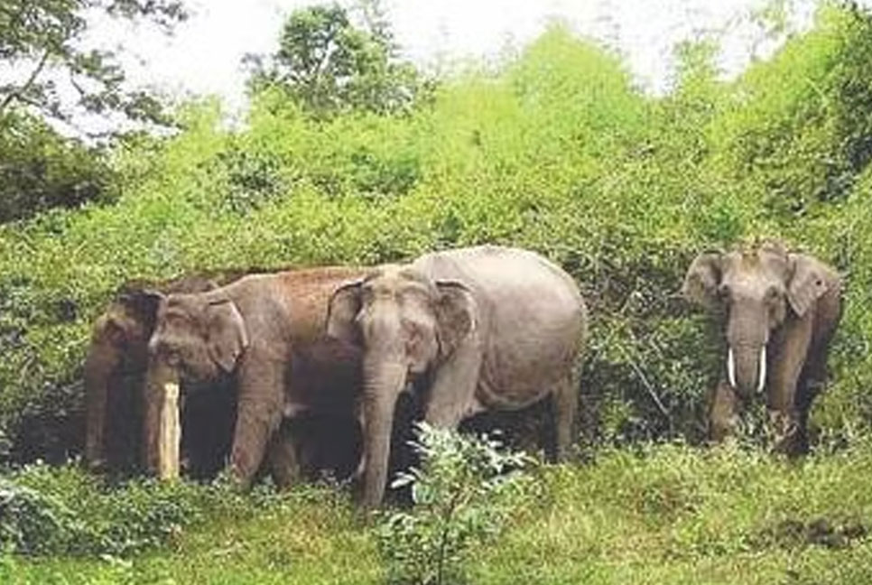 চট্টগ্রামে হাতির আক্রমণে কৃষকের মৃত্যু