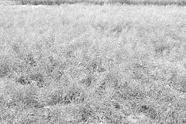 সরিষা খেতে পচারি রোগ ফলন বিপর্যয়ের আশঙ্কা