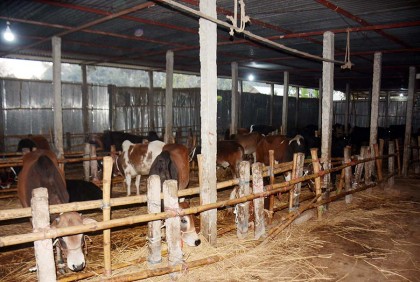 জনপ্রিয় হয়ে উঠেছে গরুর আবাসিক হোটেল