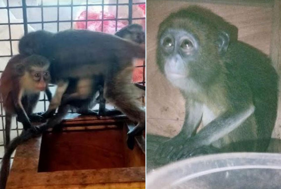 অবৈধভাবে আনা গ্রিভেট বানরের ঠাঁই হল সাফারি পার্কে
