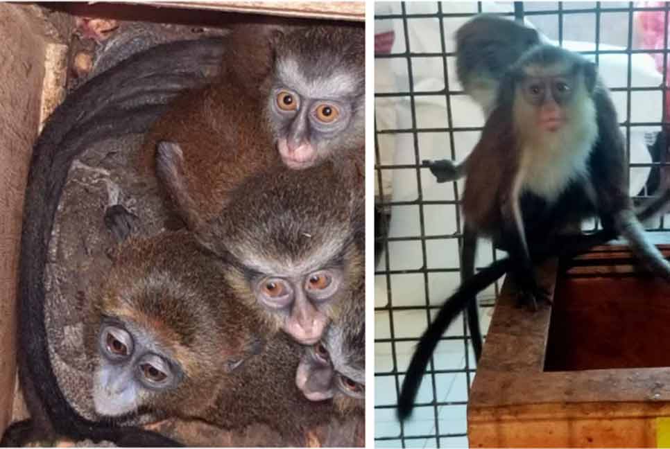 শাহজালালে ৪টি গ্রিভেট বানর উদ্ধার

