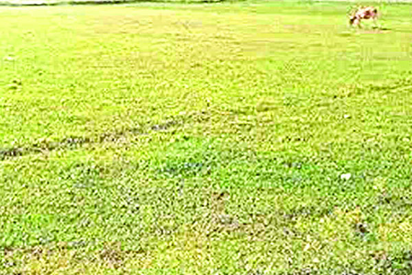 লাল ফিতার খড়গ জমি কেনাবেচায়