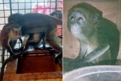 অবৈধভাবে আনা গ্রিভেট বানরের ঠাঁই হল সাফারি পার্কে