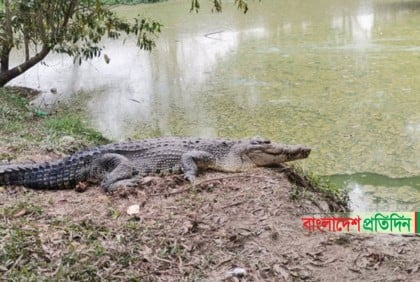 বঙ্গবন্ধু সাফারি পার্কে প্রথমবার ৬ কুমির ছানার জন্ম