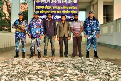 চাঁদপুরে কোস্ট গার্ডের অভিযানে জাটকা জব্দ