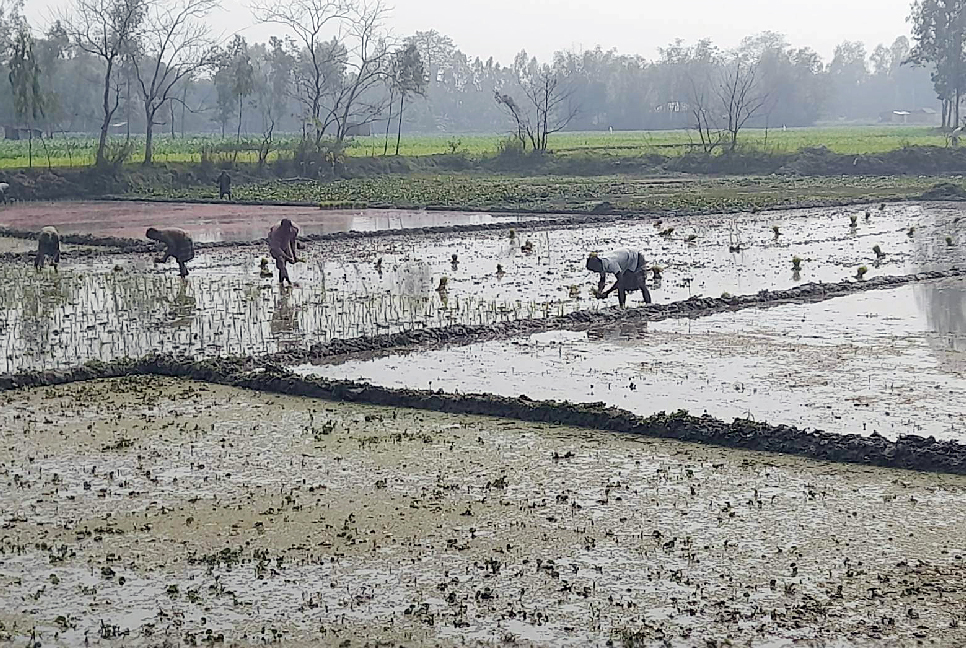 কমেছে শীত, দিনাজপুরে বোরো রোপণের ধুম