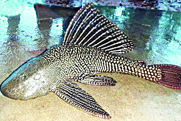 সাকার মাছ চূড়ান্তভাবে নিষিদ্ধ