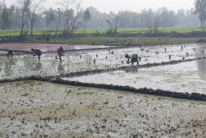 কমেছে শীত, দিনাজপুরে বোরো রোপণের ধুম