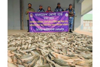 চাঁদপুর কোস্ট গার্ডের অভিযানে জাটকা জব্দ