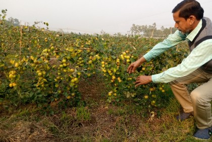 কুল চাষে মামা-ভাগ্নের ভাগ্যবদলের হাতছানি