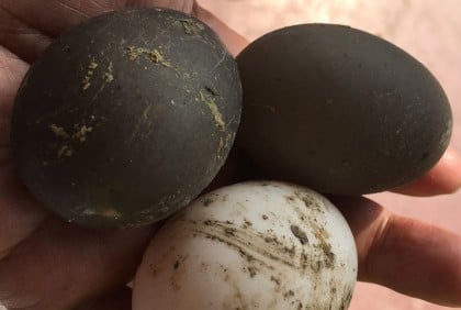 এবার গলাচিপায় কালো ডিম পেড়েছে পাতিহাঁস