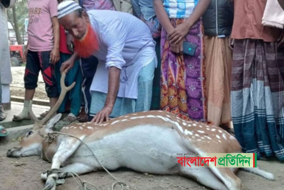 ভোলার চর ম্যানগ্রোভ বনে কুকুরের আক্রমণে হরিণের মৃত্যু