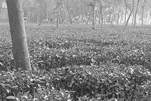 চায়ে সমৃদ্ধ লালমনিরহাটের অর্থনীতি