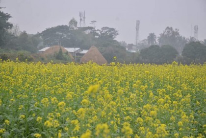 চট্টগ্রামে বাড়ছে সরিষার চাষ