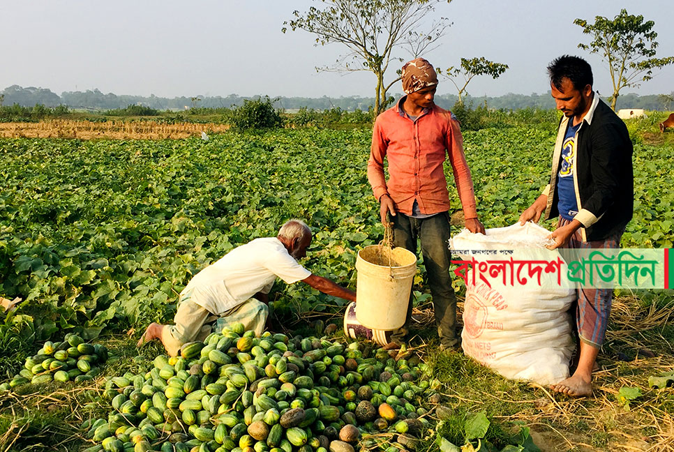 খিরা চাষে দুই মাসে লাখ টাকা আয়