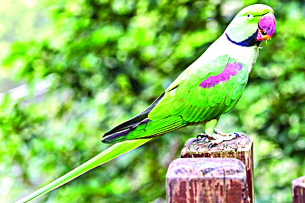বিরল পাখি চন্দনা টিয়া