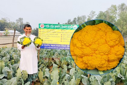 রঙিন ফুলকপি চাষে কৃষকের মুখে হাসি