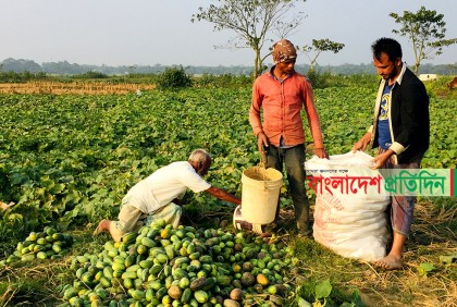 খিরা চাষে দুই মাসে লাখ টাকা আয়