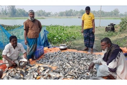 লক্ষ্মীপুরে জলাশয়ে বিষ প্রয়োগ করে মাছ নিধন