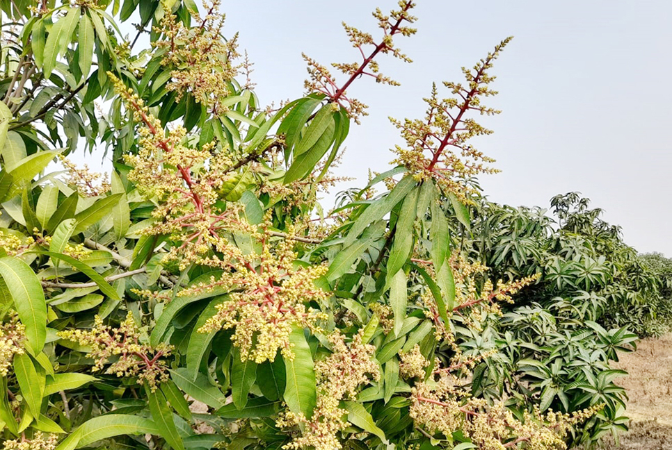 শোভা ছড়াচ্ছে আমের মুকুল, পরিচর্যায় ব্যস্ত চাষিরা