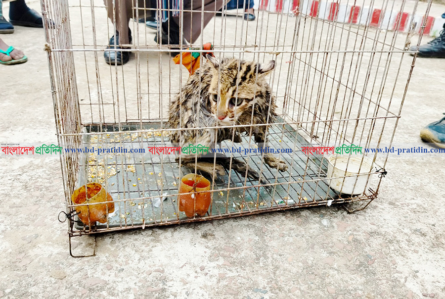 ঝিনাইগাতীতে মেছো বাঘের বাচ্চা উদ্ধার