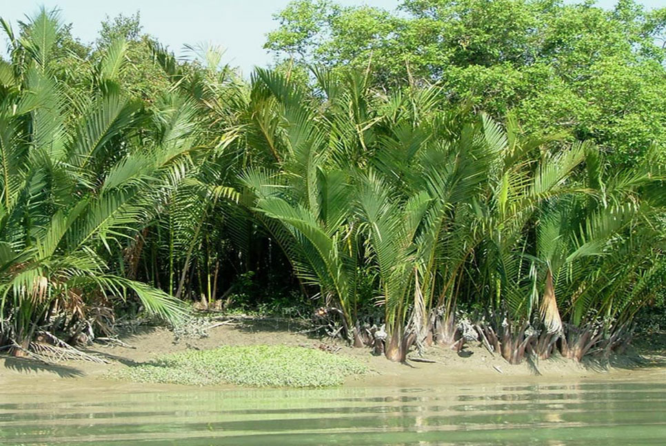 সুন্দরবনে গোলপাতা আহরণ শুরু, এবার লক্ষ্যমাত্র ৭ হাজার মেট্রিক টন