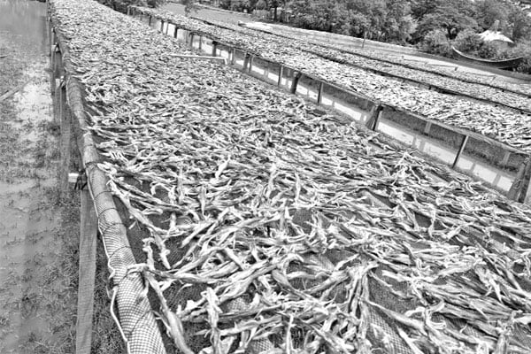 বরগুনার বিষমুক্ত শুঁটকি যাচ্ছে সারা দেশে