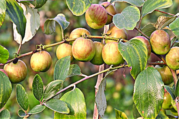 ইউটিউব দেখে কুল চাষে ভাগ্যবদল
