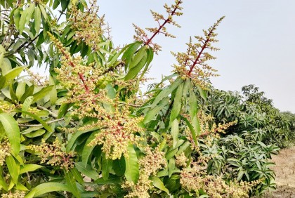 শোভা ছড়াচ্ছে আমের মুকুল, পরিচর্যায় ব্যস্ত চাষিরা