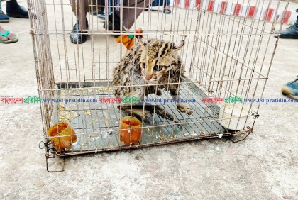 ঝিনাইগাতীতে মেছো বাঘের বাচ্চা উদ্ধার