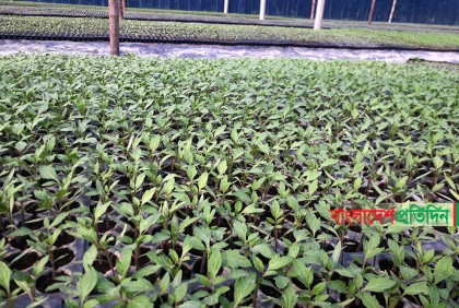মাটি ছাড়াই সবজি চারা উৎপাদন করে লাভবান আরাফাত
