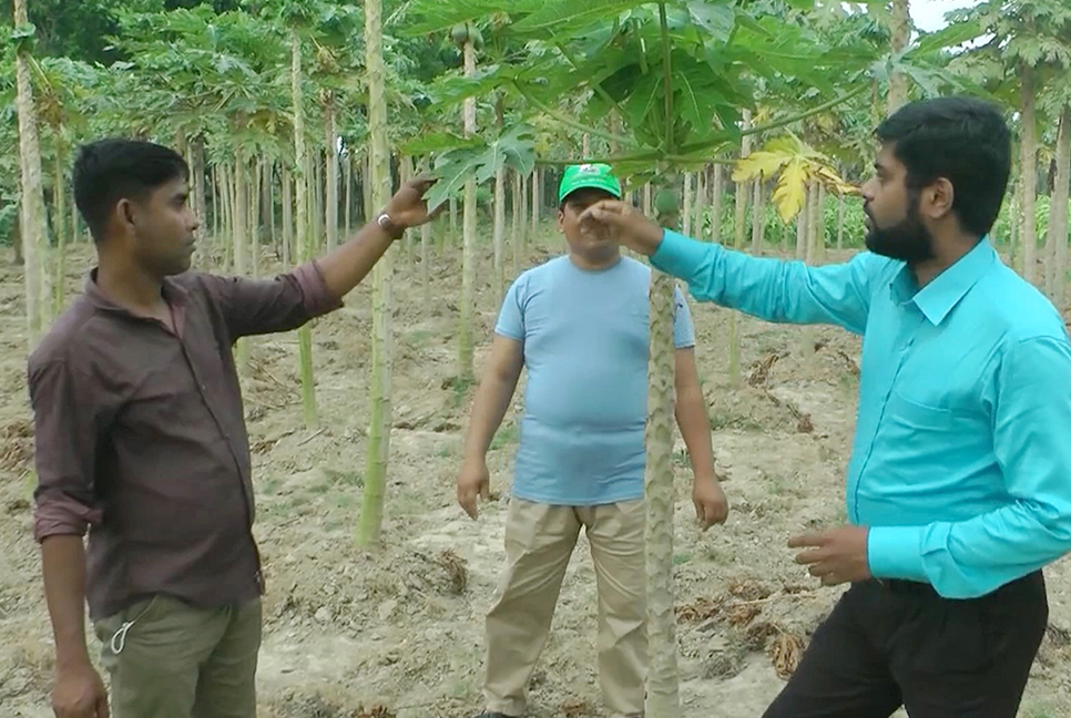পেঁপে চাষেই বাজিমাত করেছেন এমবিএ পাস করা সোহেল রানা